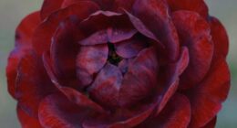 o keeffe s intimate scale
